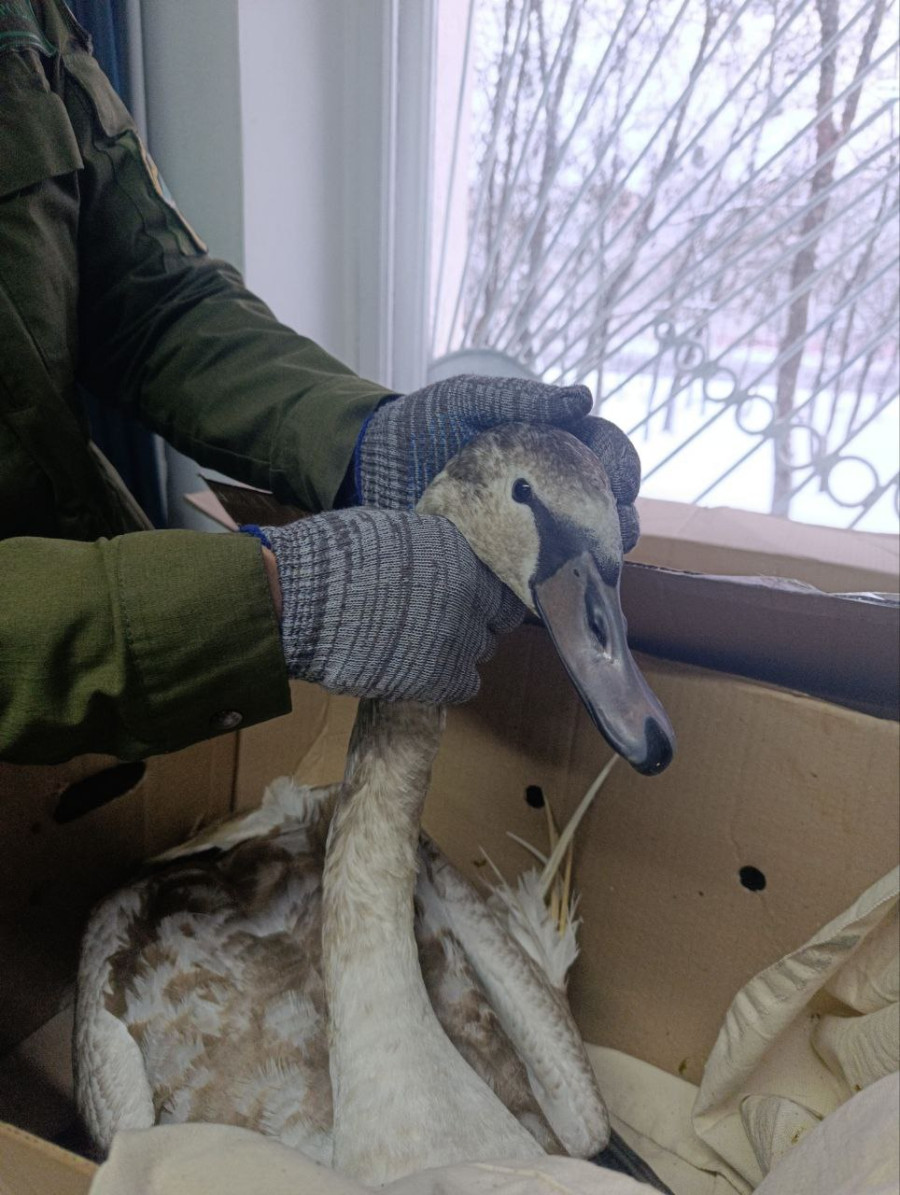 Фото: Бобруйская инспекция природных ресурсов и охраны окружающей среды