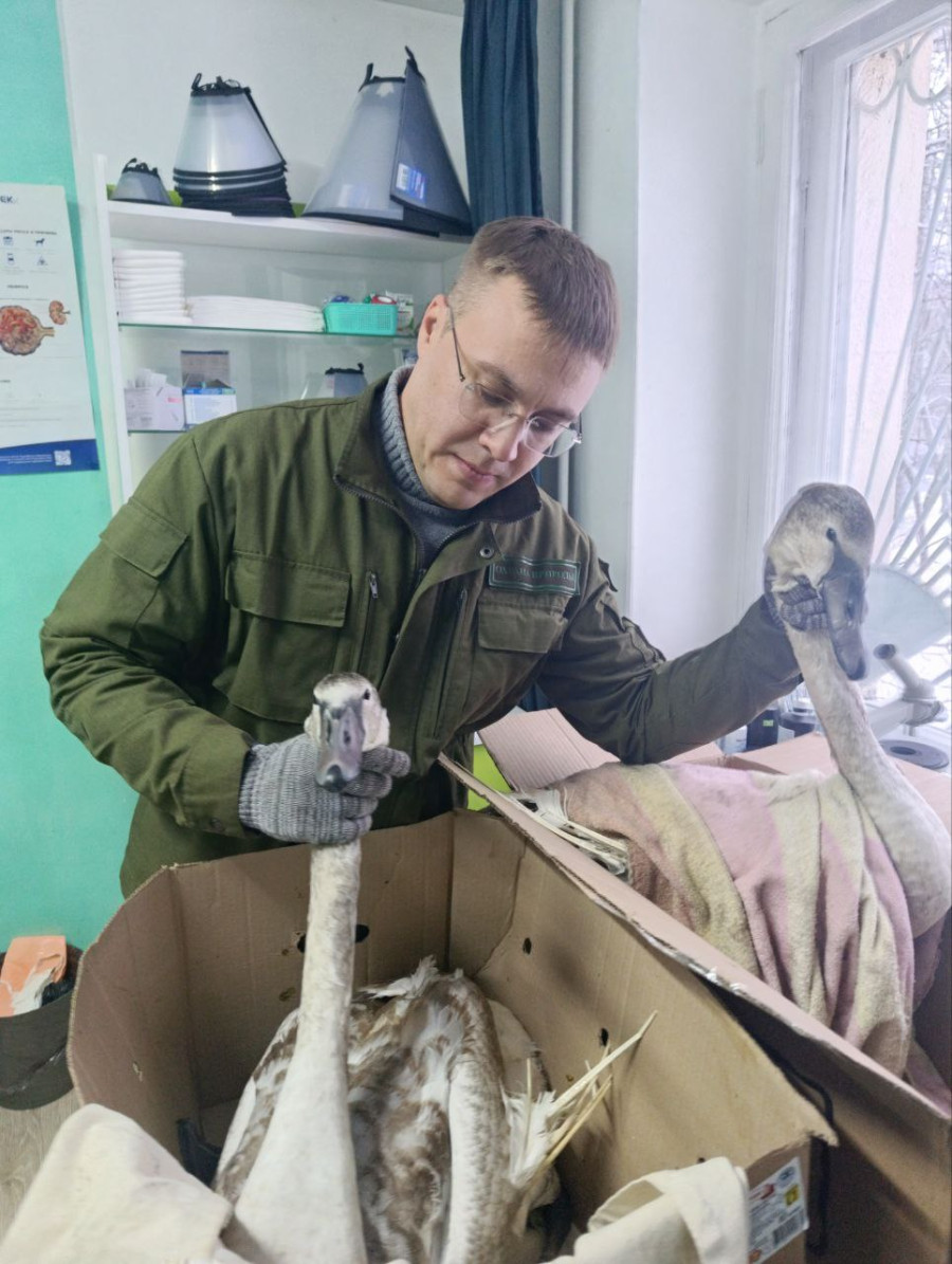 В Бобруйске вновь потребовалась помощь лебедям