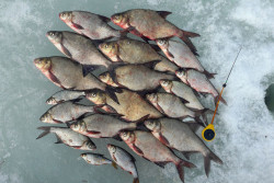 Конец переловам и фотосессиям на фоне набитых рыбой садков: «лишняя» рыба должна сразу же вернуться в водоем