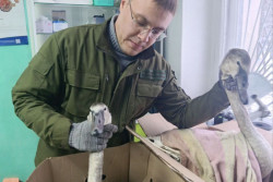 В Бобруйске вновь потребовалась помощь лебедям