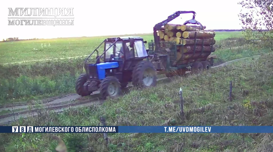 «Лесной бизнес»: в Бобруйском районе двое приятелей украли древесину прямо со склада