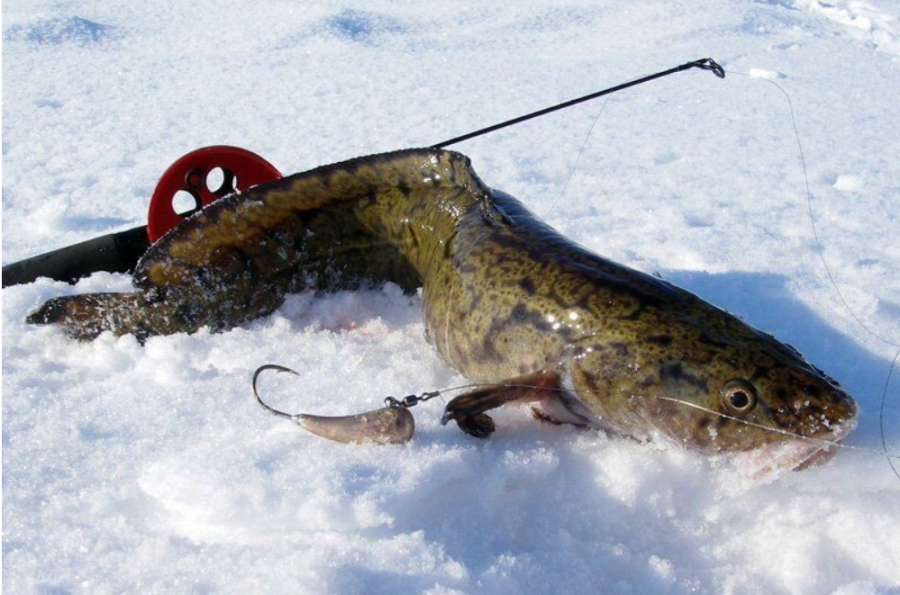 С 25 декабря в Беларуси будет запрещено ловить налима