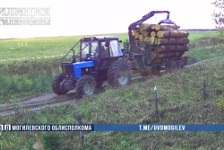 «Лесной бизнес»: в Бобруйском районе двое приятелей украли древесину прямо со склада