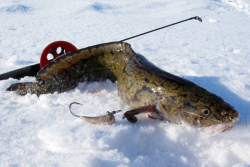 С 25 декабря в Беларуси будет запрещено ловить налима