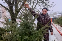 Более тысячи елочных базаров откроют лесхозы: сколько будет стоить новогоднее деревце и где купить дешевле