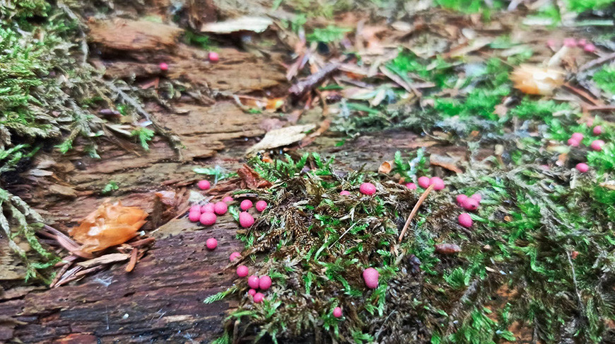 Новый для мировой науки вид миксомицетов обнаружен в Беловежской пуще