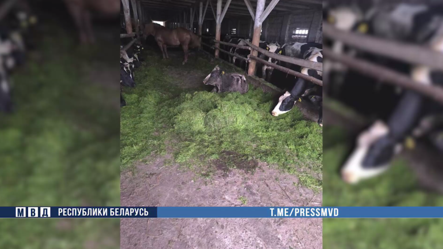 19 коров погибли из-за неправильного кормления в Осиповичском районе. Отвечать придется директору хозяйства