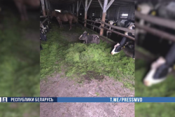 19 коров погибли из-за неправильного кормления в Осиповичском районе. Отвечать придется директору хозяйства