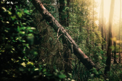 Ни за грибами сходить, ни на шашлык. В Бобруйском районе введен запрет на посещение лесов 