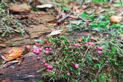 Новый для мировой науки вид миксомицетов обнаружен в Беловежской пуще