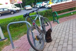 Могилев: Казимировская баллада о людях и котах