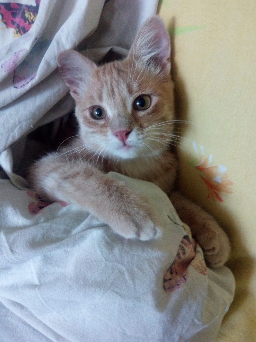 Один из питомцев Татьяны. Фото из архива героини публикации.