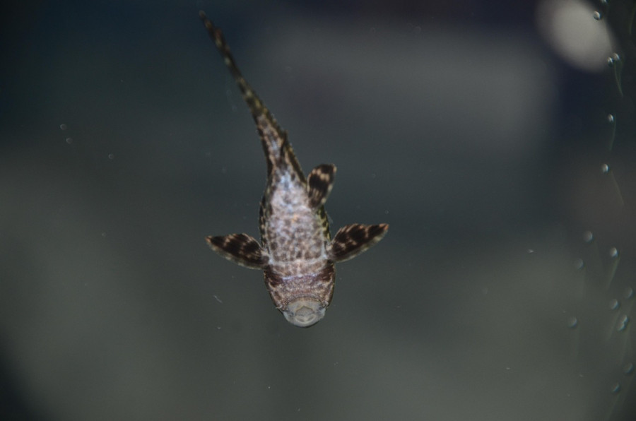 С 1 ноября в Беларуси вводится запрет на лов двух видов рыбы