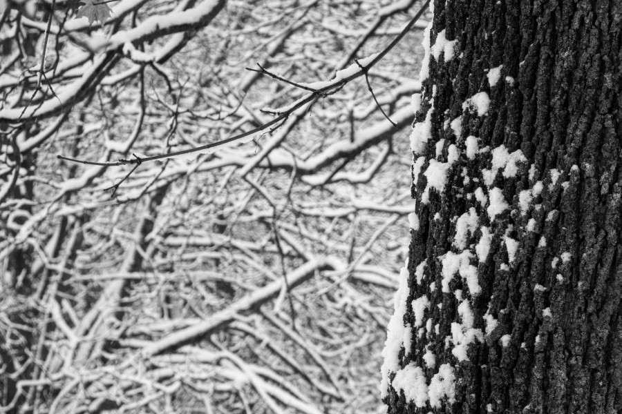 Первый снегопад 2025 года. За сутки выпало 8 см снежного покрова