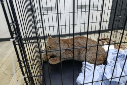 Чудо под Новый год. Пострадавший в Бобруйском районе рысенок вместо зоопарка поедет в заповедник