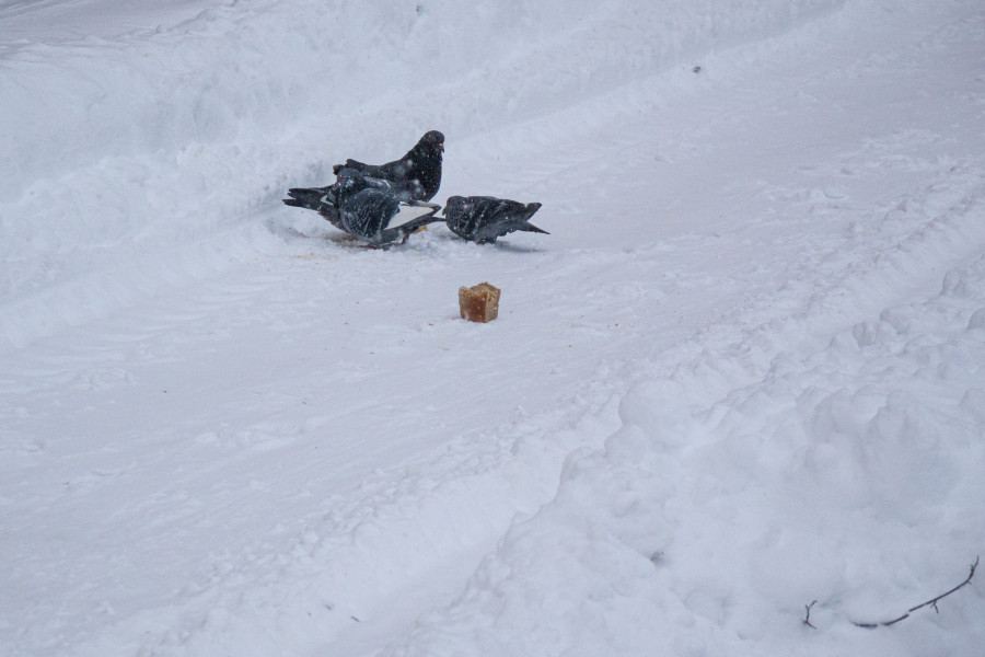 Циклон Улли принес в Бобруйск обильные снегопады