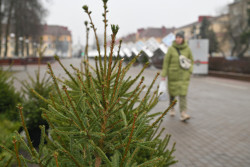 Белорусский климатолог: ели могут исчезнуть 