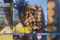 В Бобруйске задержаны сотрудники предприятия за хищение лесопродукции