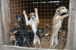 «У нас проще выбросить или утопить, чем один раз оплатить стерилизацию». Бобруйчане и зооволонтеры о проблеме бездомных животных 