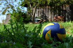 Сколько стоят дачи под Бобруйском? Собрали варианты, где можно начинать сезон