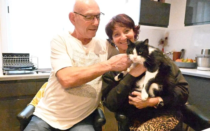 Потерявшийся в Испании кот вернулся домой во Францию, преодолев 250 км