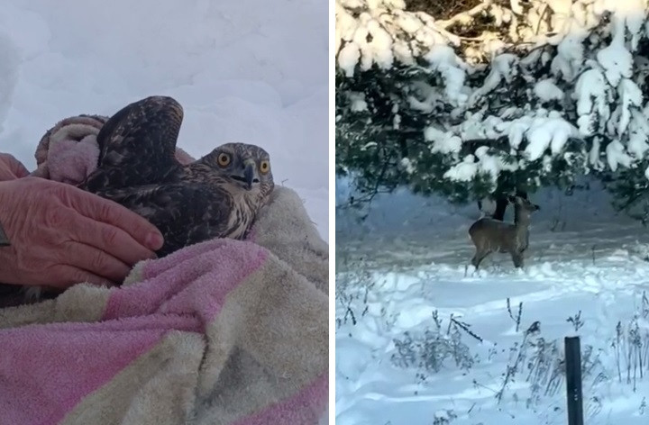 Косули во дворе Думановщины и ястреб на техэтаже жилого дома в Бобруйске: из-за холодов животные и птицы тянутся к человеческому жилью