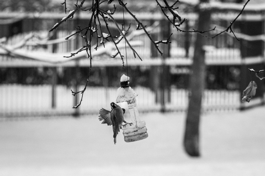 Чтобы весной защебетали. Как правильно поддержать птиц зимой 