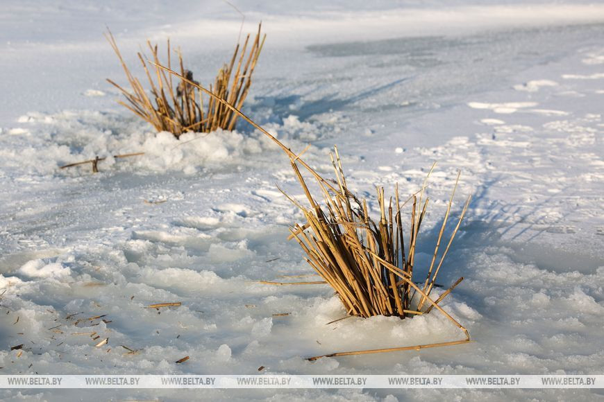 Для улучшения газообмена в лунку или на ее поверхность часто кладут камыш или солому. Фото: БЕЛТА.