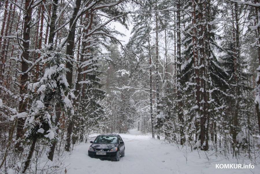 08.01.2011. Бобруйск. зимний, лес, снежный наст, ветер, мороз.