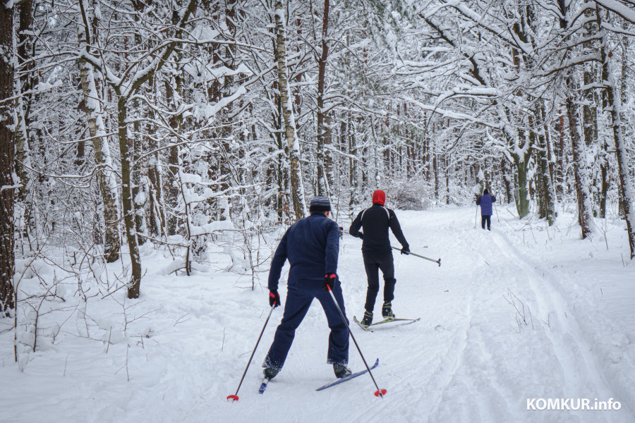 10.01.2021. Бобруйск. Заснеженный лес возле санатория «Шинник» традиционно собирает любителей катания на лыжах.