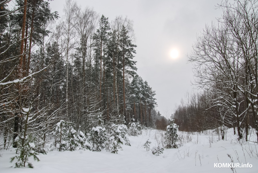 14.02.2010. Бобруйск. зимний лес, заснеженный, сосны, мороз.
