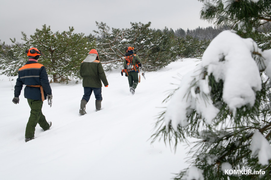 12.01.2023. Бобруйск. Заготовка шишек сосны обыкновенной на семена в Городецком лесничестве Бобруйского лесхоза.