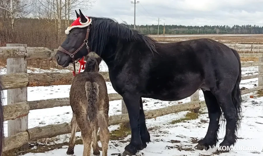 Декабрь 2025 г. Питомцы Виктории Шеремет. 