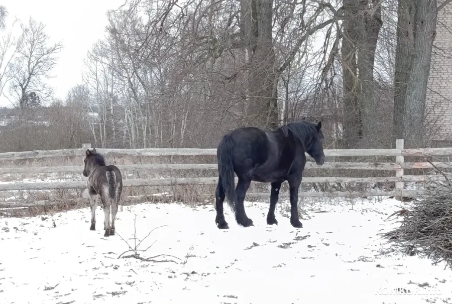 Декабрь 2025 г. Питомцы Виктории Шеремет. 