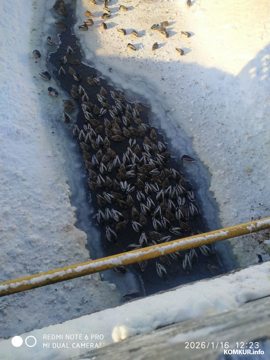 16.01.2026. Утки замерзают на речке Солянка в Старых Дорогах.