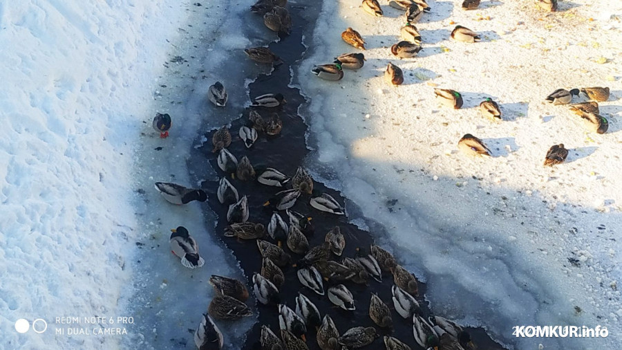 Сотни голодных птах замерзают в Старых Дорогах. Как и чем им можно помочь? (плюс видео)