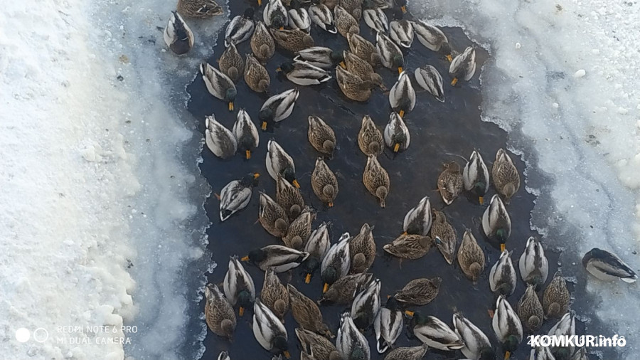 16.01.2026. Утки замерзают на речке Солянка в Старых Дорогах.