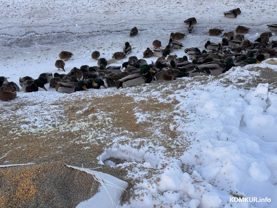 Откуда пришло спасение к замерзающим голодным уткам в Старых Дорогах 
