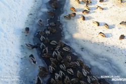 Сотни голодных птах замерзают в Старых Дорогах. Как и чем им можно помочь? (плюс видео)