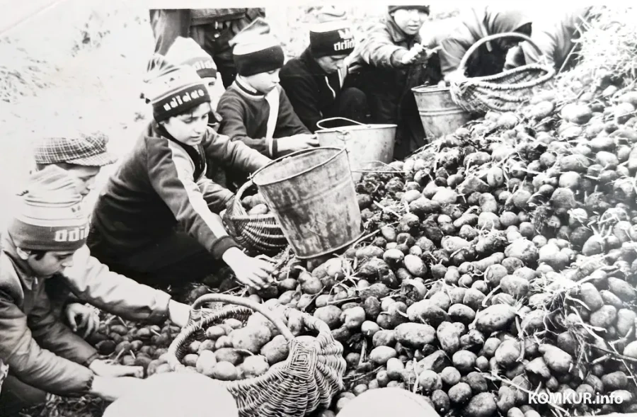  1970-я. Усцярхоўскія і засценкаўскія дзеці на працы ў калгасе.