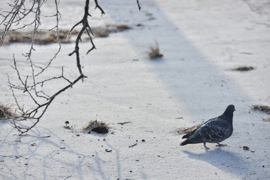 Днем – плюс, и осадки в виде дождя: прогноз погоды на неделю с 23 февраля по 1 марта