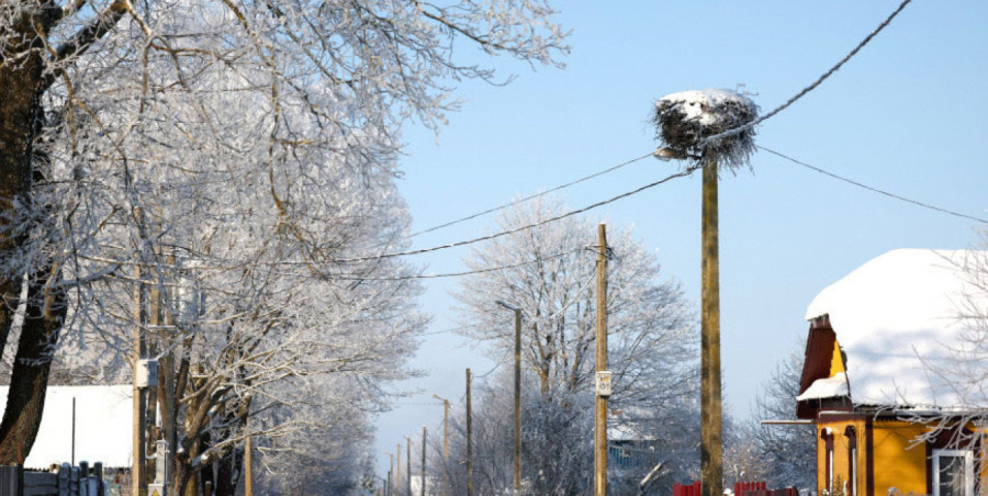В Беларуси начал действовать запрет на разрушение птичьих гнезд. Причины разъяснили орнитологи