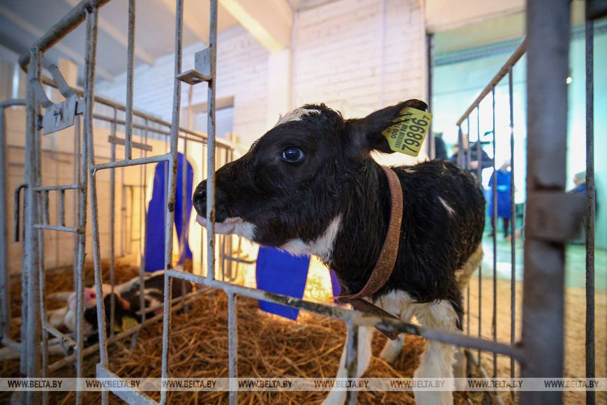 В последний день зимы Лукашенко приехал на молочно-товарный комплекс в Логойском районе