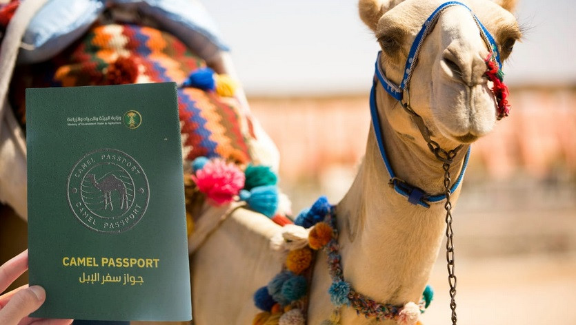 В Саудовской Аравии выдадут паспорта всем верблюдам