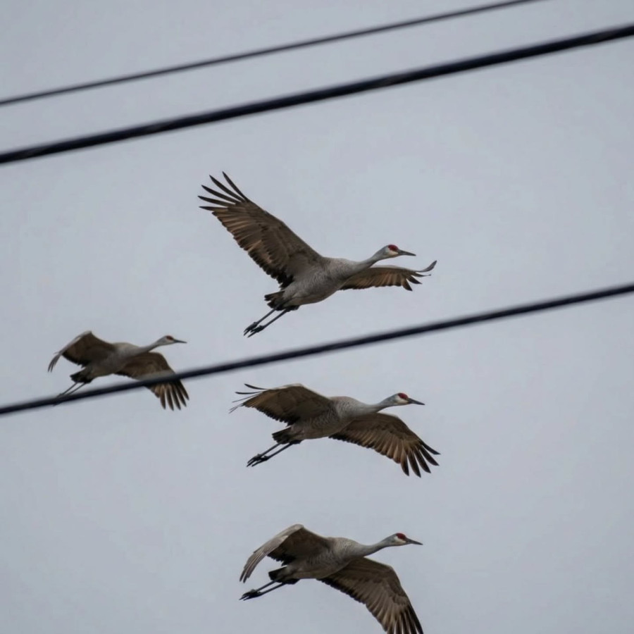 Журавли возвращаются в Беларусь? Перелетных птиц заметили над Брестом