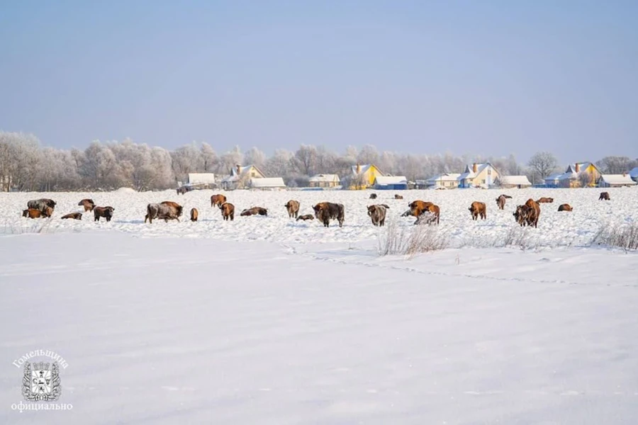 Стадо зубров пришло к жителям агрогородка Озераны. Фото: gomel_region/instagram.com. 