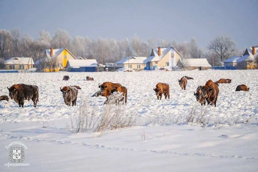 Стадо зубров пришло к жителям агрогородка в Гомельской области. Фотофакт
