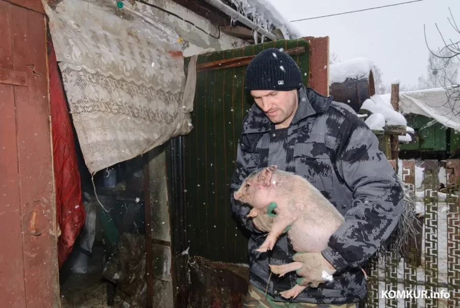«Хозяйство себя окупает, плюс мы не покупаем мясо и яйца». Как бобруйчанин подрабатывает на свиньях, кроликах и птице