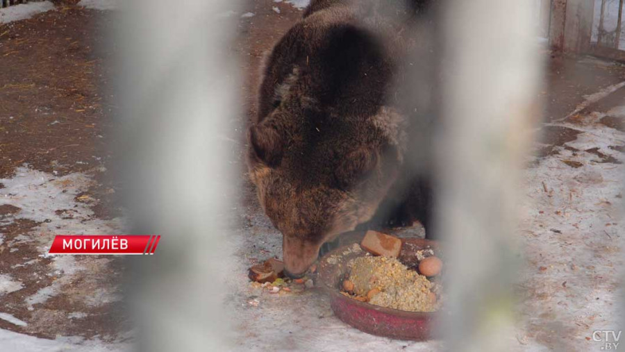 В Могилеве проснулся местный «синоптик» – из спячки вышел медведь Федя. Кадр СТВ.
