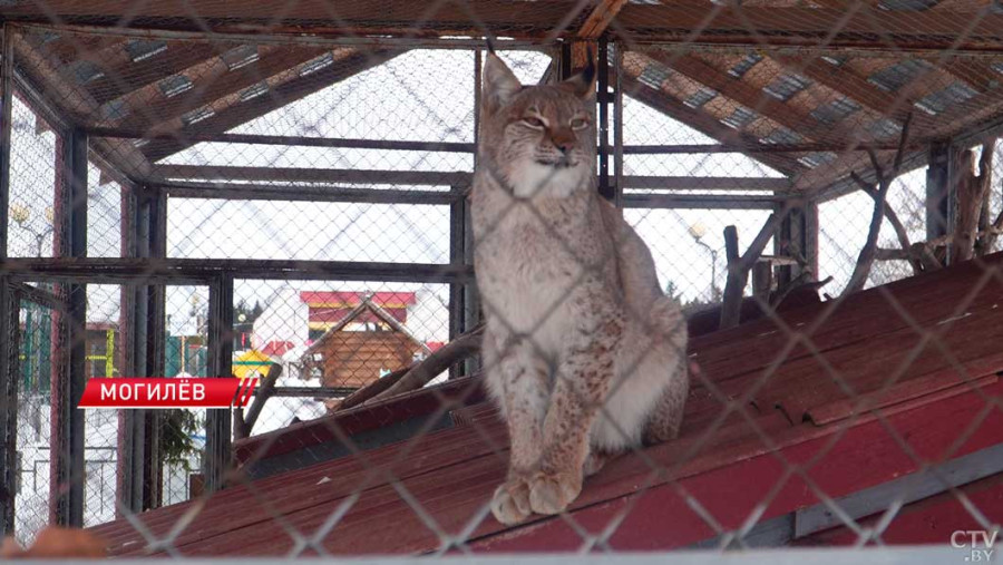 Рыси появились в Могилевском зоосаде ри трагических обстоятельствах: их мама погибла во время пожара в бобруйских лесах. Кадр СТВ. 